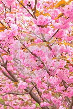 Blooming double cherry blossom branches