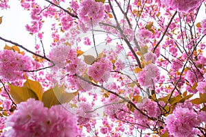 Blooming double cherry blossom branches