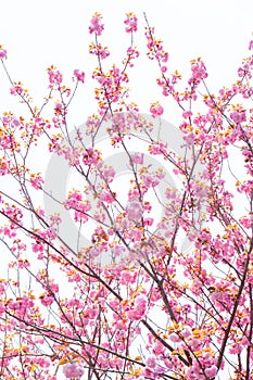 Blooming double cherry blossom branches and blue sky