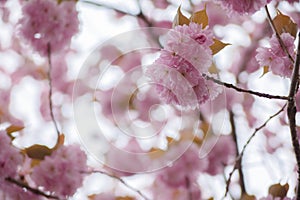 Blooming double cherry blossom branches, close up