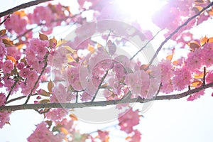 Blooming double cherry blossom branches and sun shine