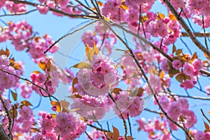 Blooming double cherry blossom branches and sun shine