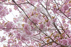 Blooming double cherry blossom tree