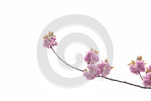 Blooming double cherry blossom tree