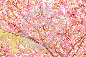 Blooming double cherry blossom tree