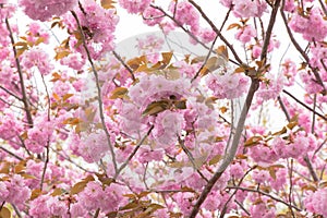 Blooming double cherry blossom tree