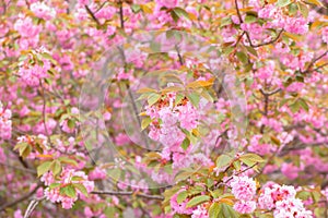 Blooming double cherry blossom tree