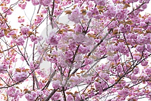 Blooming double cherry blossom tree