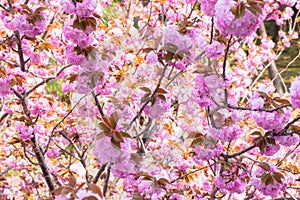 Blooming double cherry blossom tree