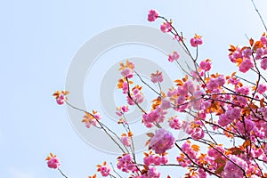 Blooming double cherry blossom tree and blue sky