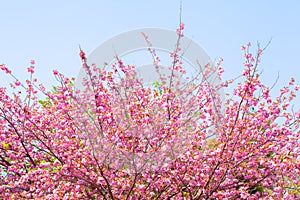 Blooming double cherry blossom tree and blue sky