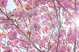 Blooming double cherry blossom tree and sun light