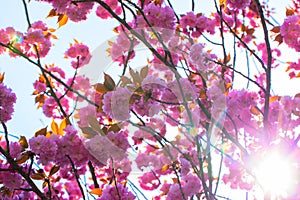 Blooming double cherry blossom tree and sunshine