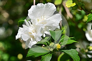 Closeup of blooming double-flowered white Hibiscus syriacus inflorescence on sunny summer day photo