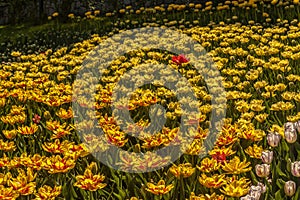 Blooming  Double  red-yellow tulips