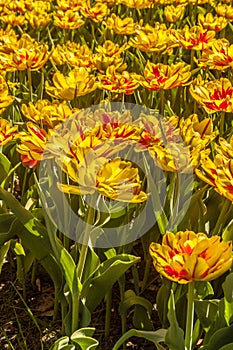 Blooming  Double  red-yellow tulips