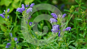 Blooming Dracocephalum argunense Fisch at the garden in late May