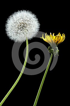 Blooming and dried dandelions