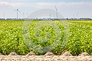 Blooming Dutch agricultural potato field in front of wind turbines in the province of Flevoland