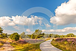 Blooming Dutch heathland with hiking and bicycle trail