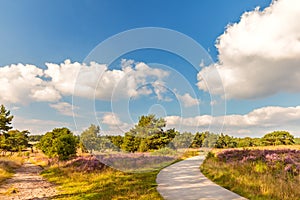 Blooming Dutch heathland with hiking and bicycle trail photo