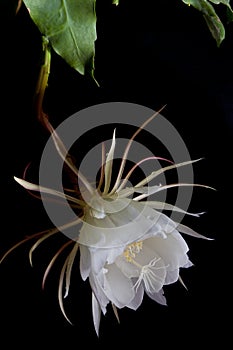 Dutchmans pipe cactus photo