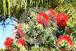 Blooming Dwarf Callistemon also known as Bottlebrush or Little John