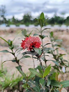 blooming dwarf red ixora flower