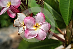 Blooming and dying flowers