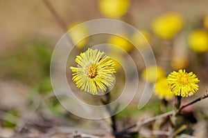 Blooming in early spring bush coltsfoot.yellow flowers