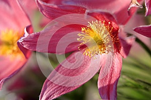 Blooming Eastern Pasque flower, knows also as Prairie Crocus or Cutleaf Anemone - Pulsatilla patens - in spring season in a