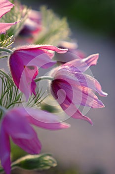 Blooming Eastern Pasque flower, knows also as Prairie Crocus or Cutleaf Anemone - Pulsatilla patens - in spring season in a