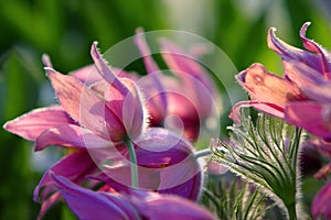 Blooming Eastern Pasque flower, knows also as Prairie Crocus or Cutleaf Anemone - Pulsatilla patens - in spring season in a