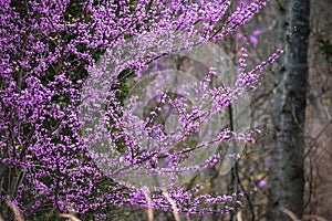 Blooming Eastern Redbud Tree Cercis Canadensis