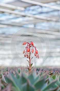 Blooming echeveria cacti plants in a greenhouse