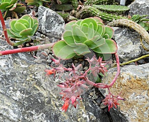 Blooming Echeveria Pallida on stone background