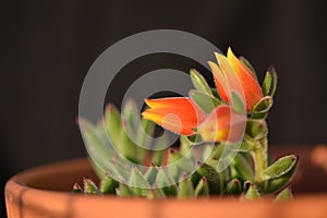 Blooming Echeveria Secunda plant with orange flowers in a pot