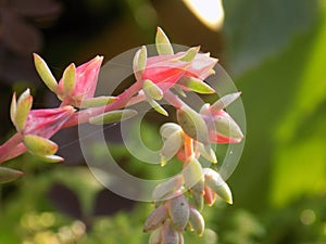 Blooming Echeveria stone home gardener