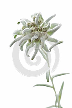 Blooming Edelweiss Flower