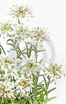 Blooming Edelweiss Flower on white