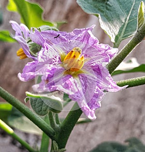 blooming eggplant flowers