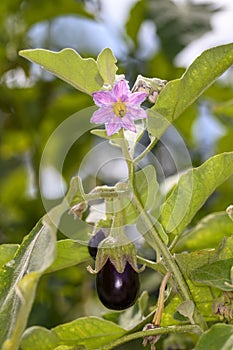 Blooming eggplant - Solanum melongena