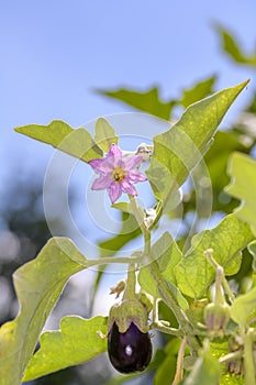 Blooming eggplant - Solanum melongena