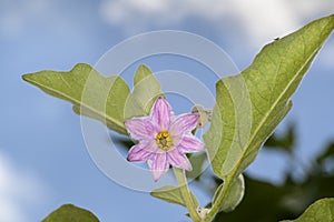 Blooming eggplant - Solanum melongena