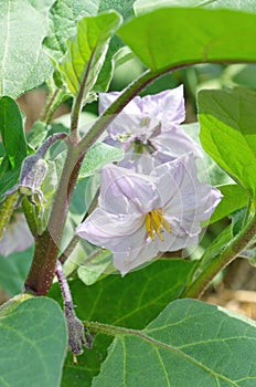 Blooming eggplant in the vegetable garden in a greenhouse