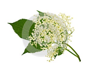 Blooming elder flower, Sambucus nigra