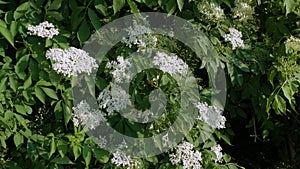 Blooming elderberry on a plantation. Elderberry branch in the wind