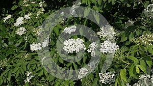 Blooming elderberry on a plantation. An elderberry branch in the wind. Growing elderberry