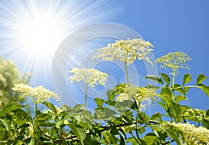 Blooming elderflower