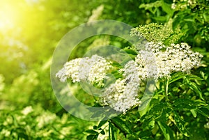 Blooming elderflower